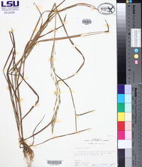 Bromus secalinus image