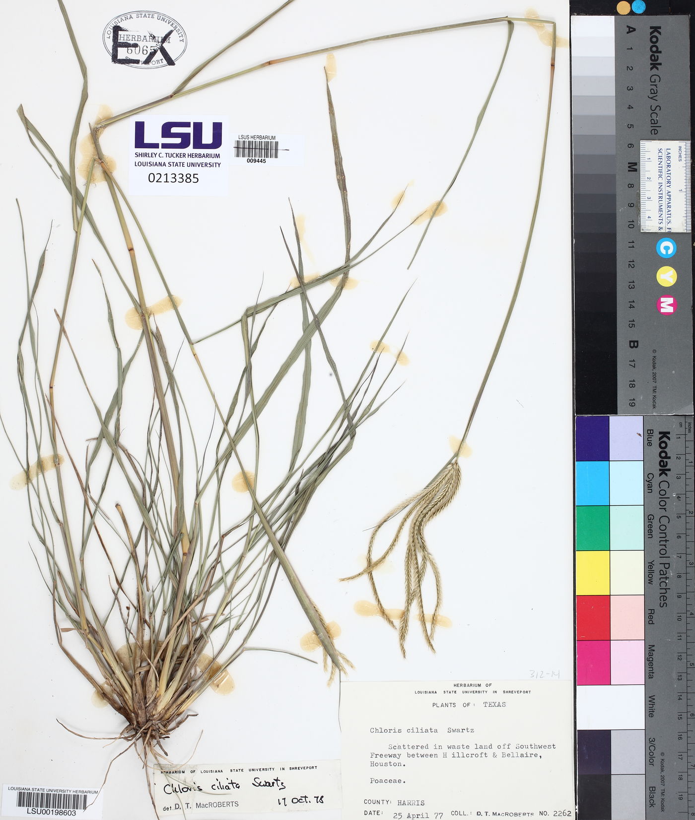 Chloris ciliata image