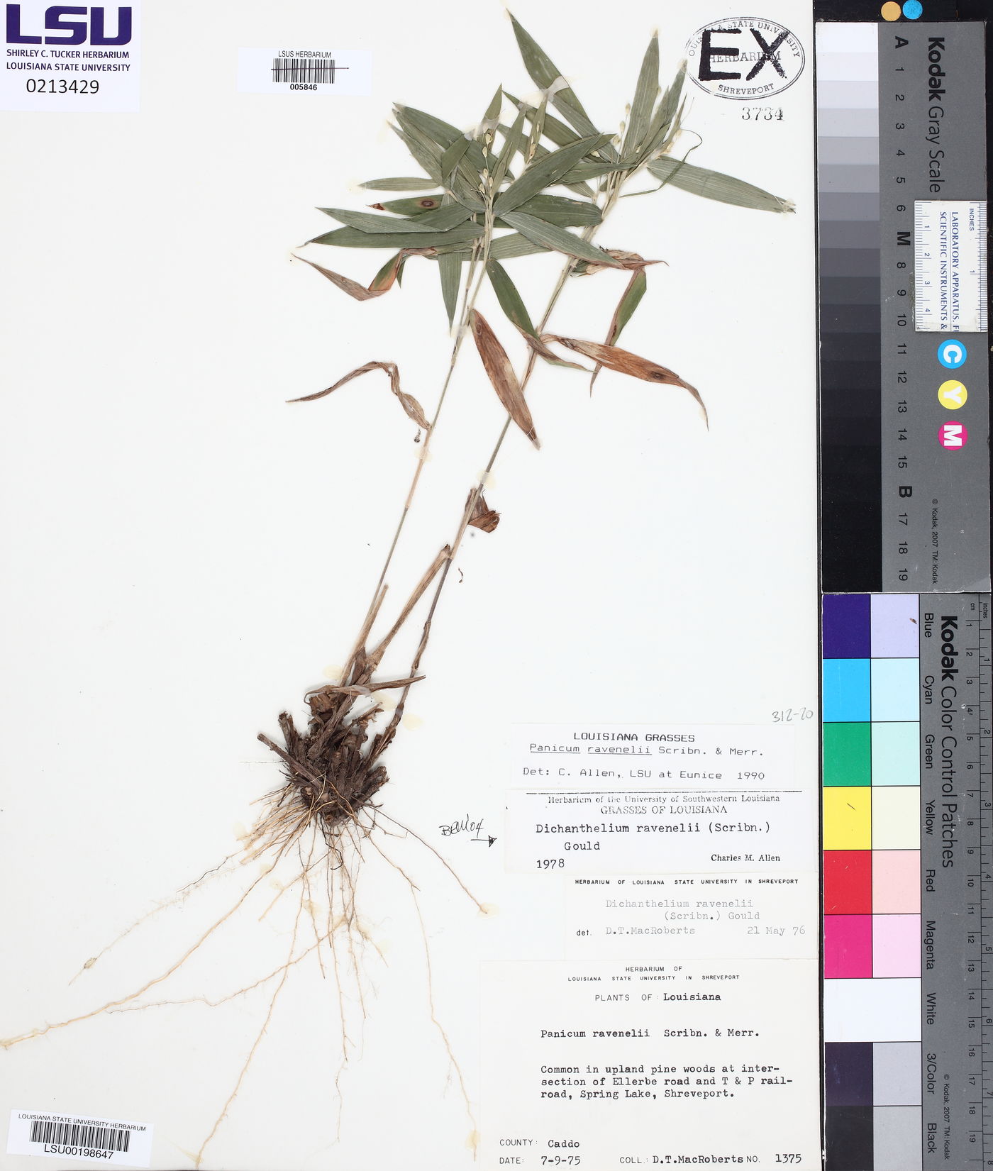 Dichanthelium ravenelii image