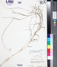 Muhlenbergia schreberi image