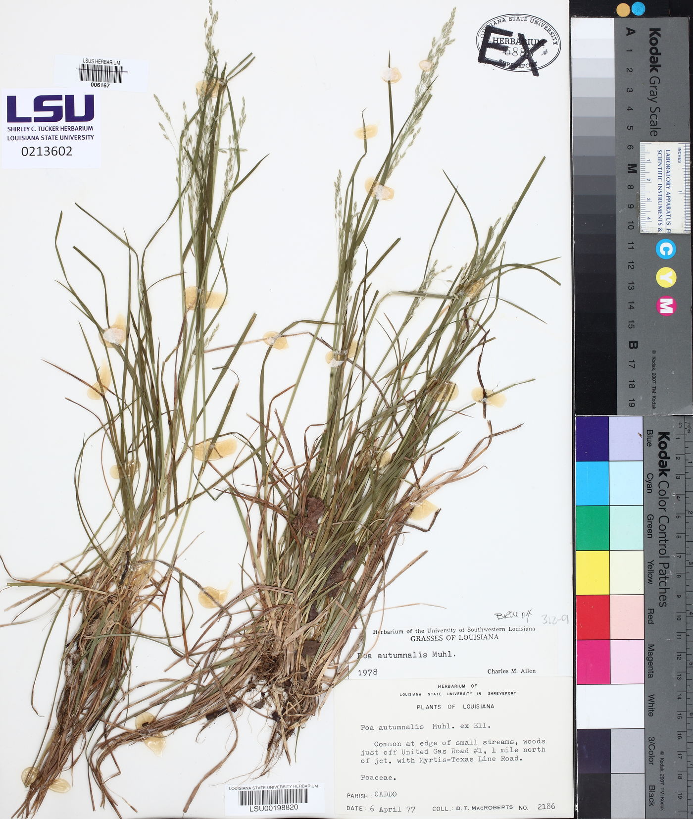 Poa autumnalis image