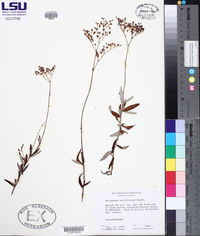 Eriogonum multiflorum image