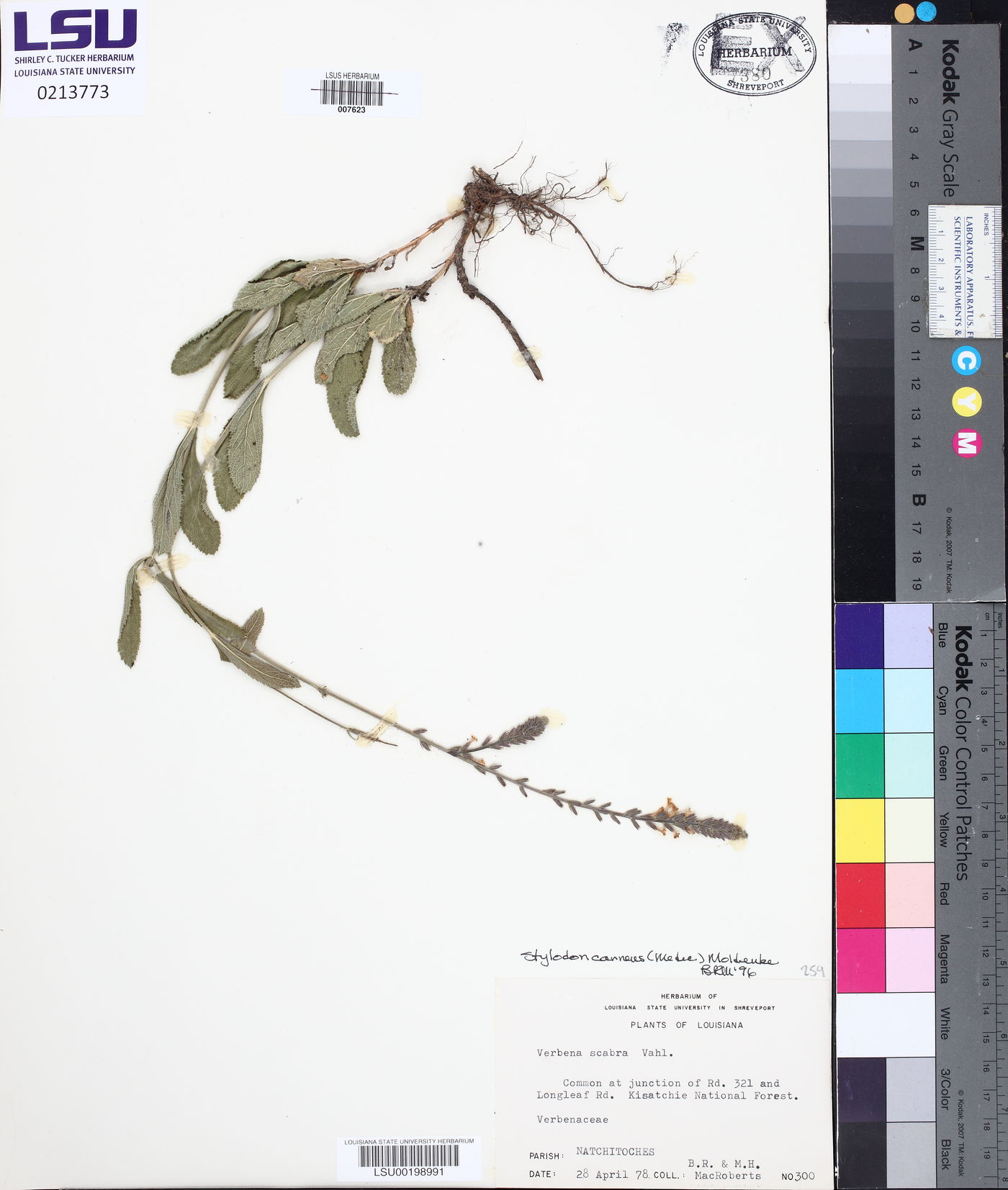 Stylodon carneus image
