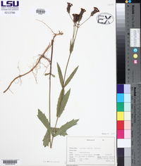 Verbena rigida image