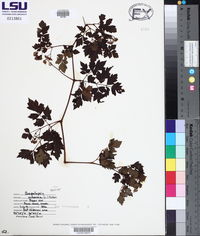 Nekemias arborea image