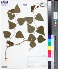 Smilax bona-nox image