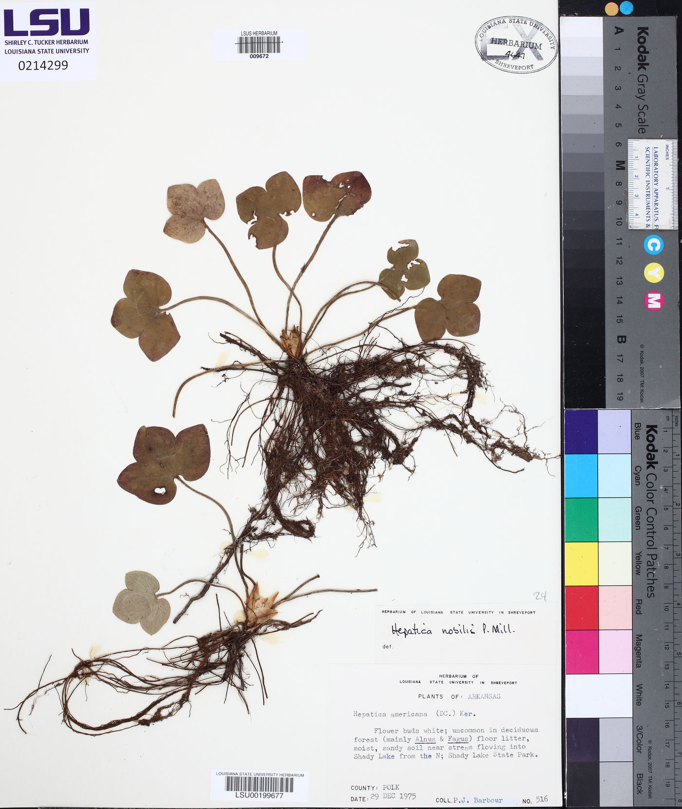 Hepatica nobilis image
