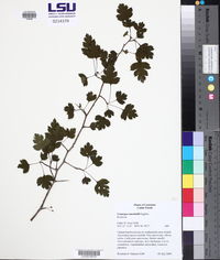 Crataegus marshallii image
