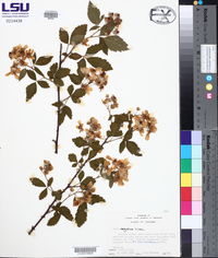 Rubus argutus image