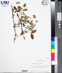 Rubus trivialis image