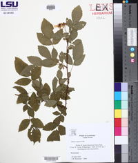 Rubus argutus image