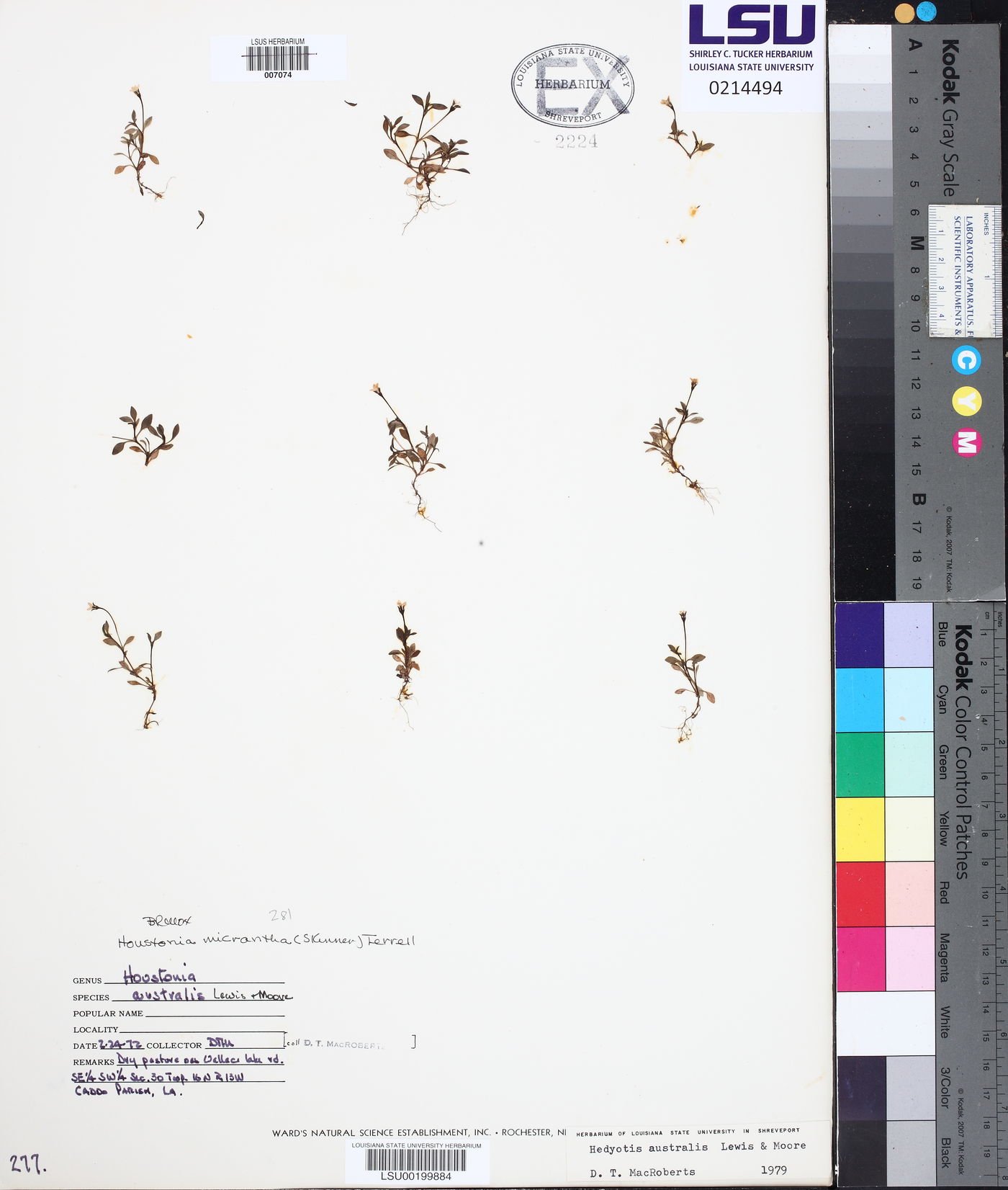 Houstonia micrantha image
