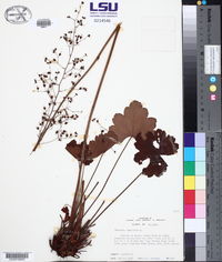 Heuchera americana image