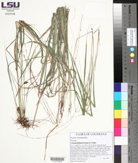 Chasmanthium laxum image