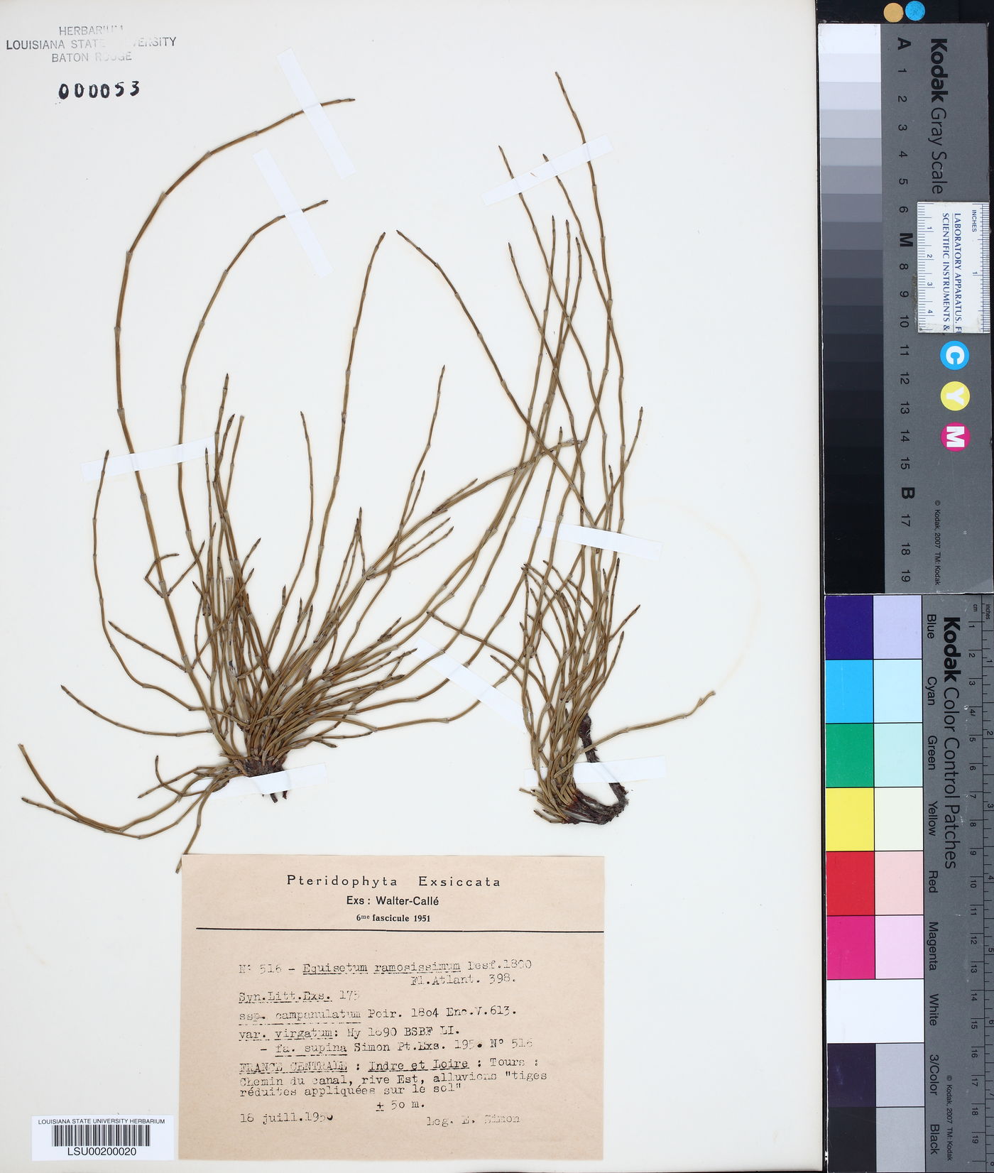 Equisetum ramosissimum image