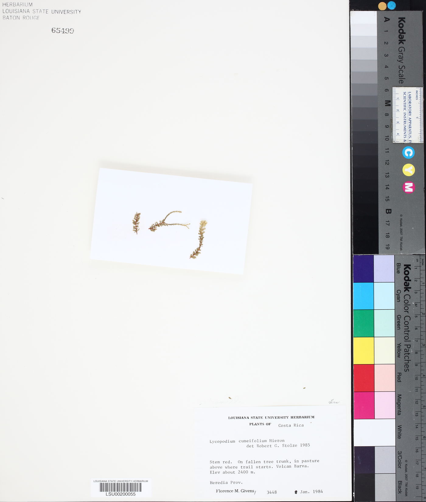 Phlegmariurus cuneifolius image