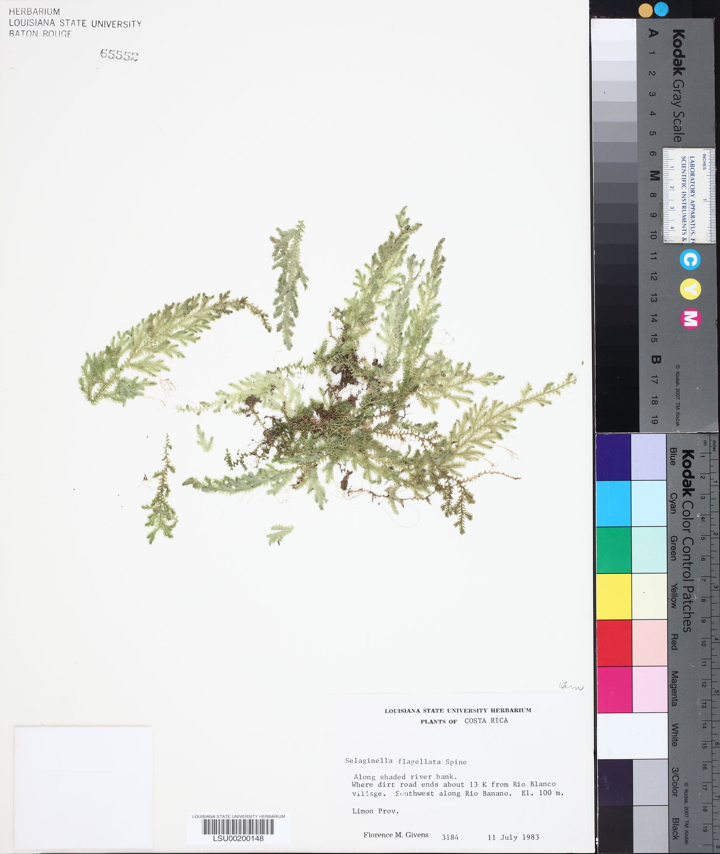 Selaginella flagellata image