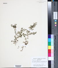 Image of Selaginella intacta