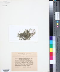 Selaginella helvetica image