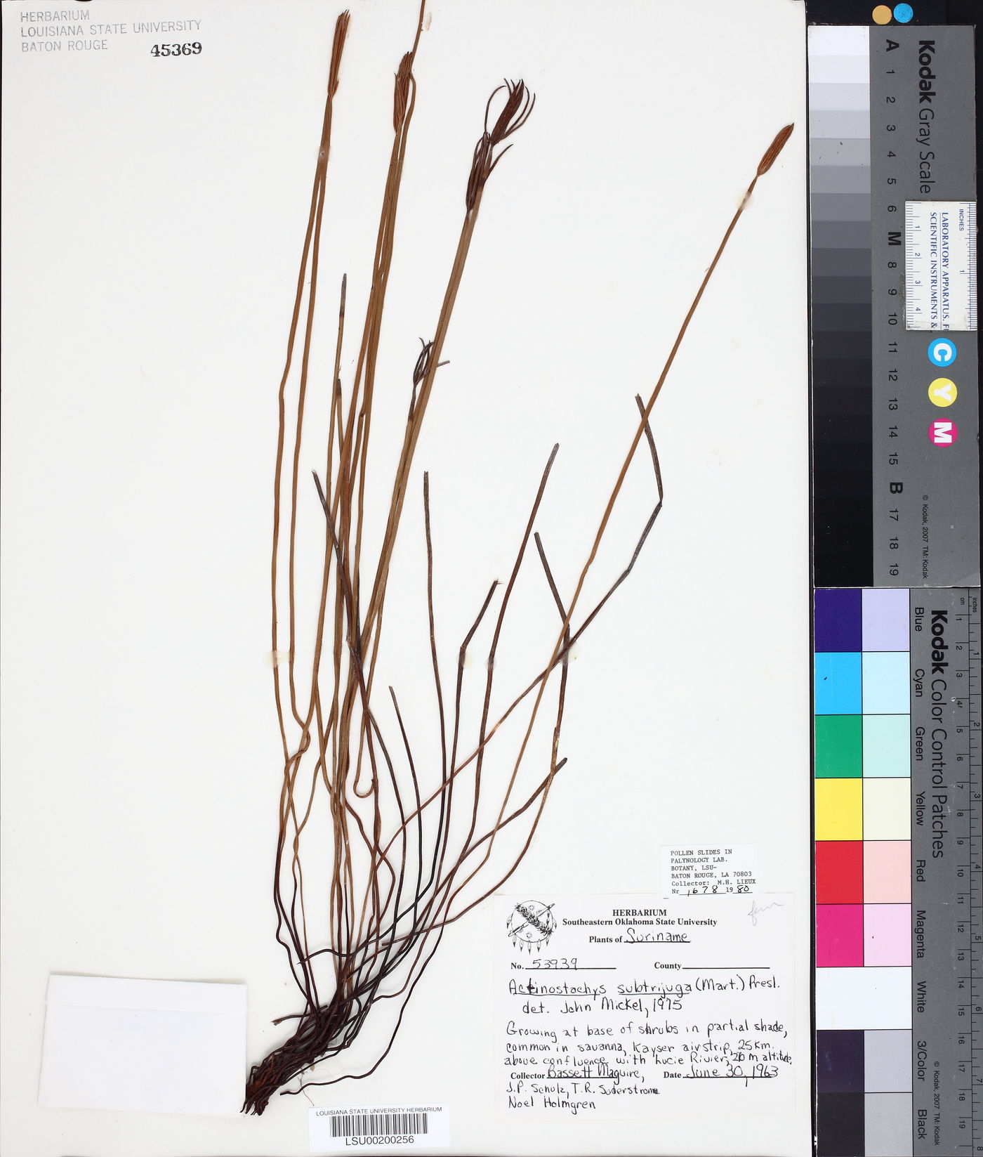 Actinostachys image