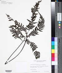 Adiantum tetraphyllum image