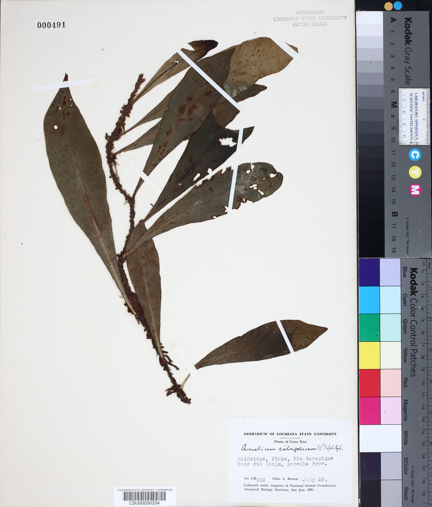 Anetium citrifolium image