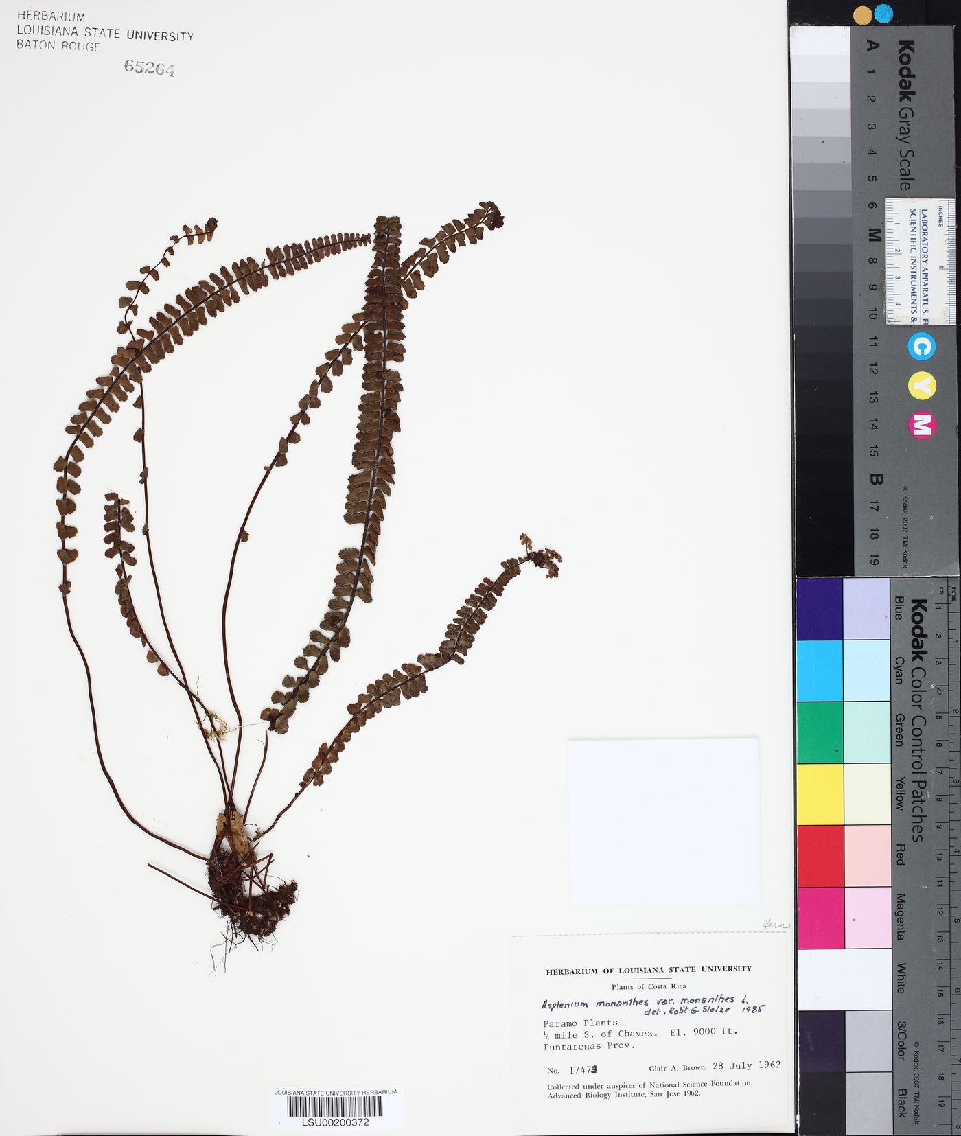 Asplenium monanthes var. monanthes image
