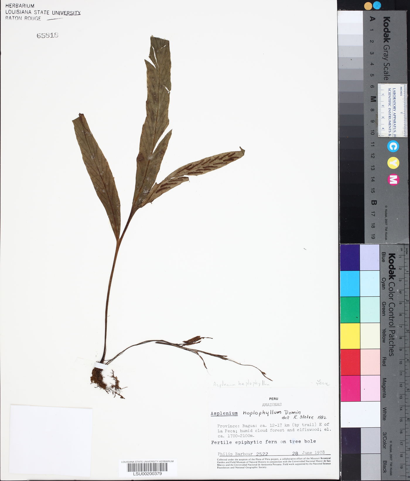 Asplenium haplophyllum image