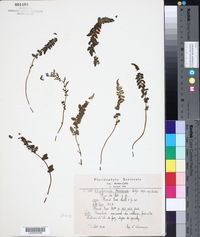 Asplenium foresiense image