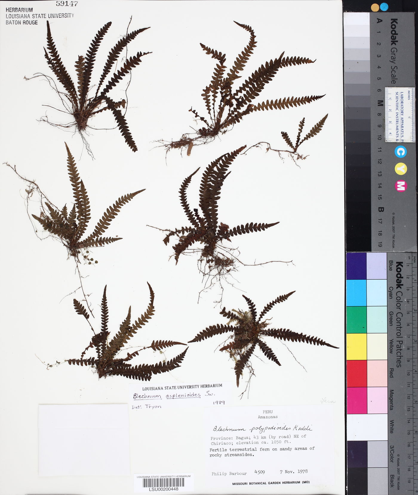 Blechnum asplenioides image