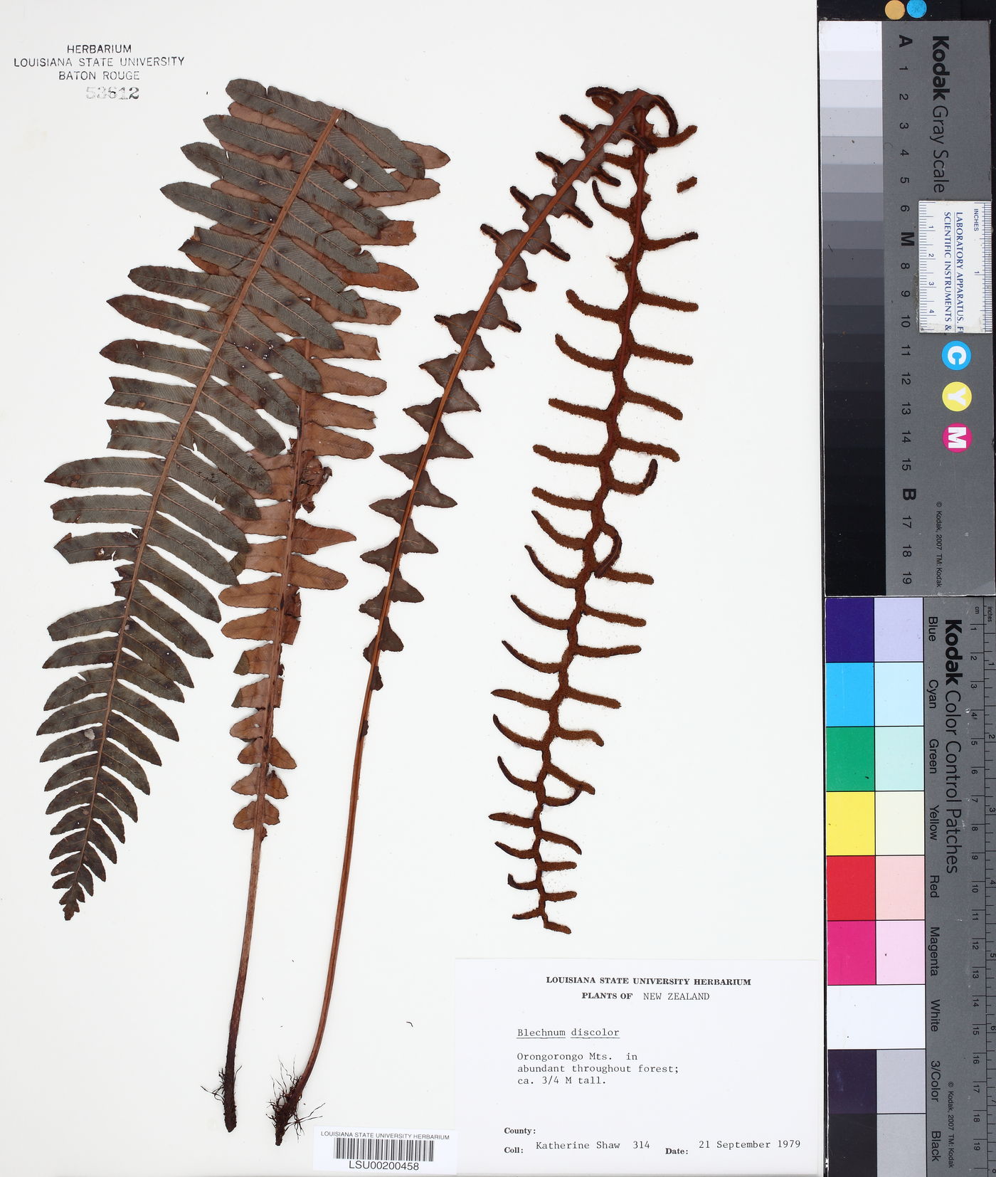 Blechnum discolor image