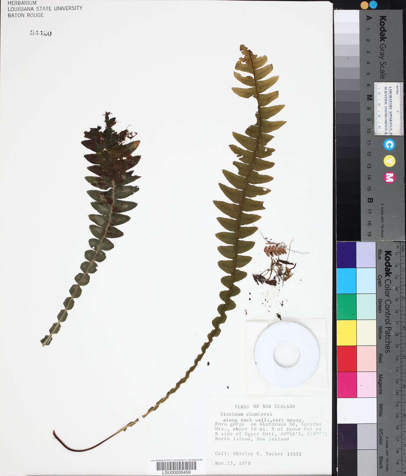 Blechnum chambersii image