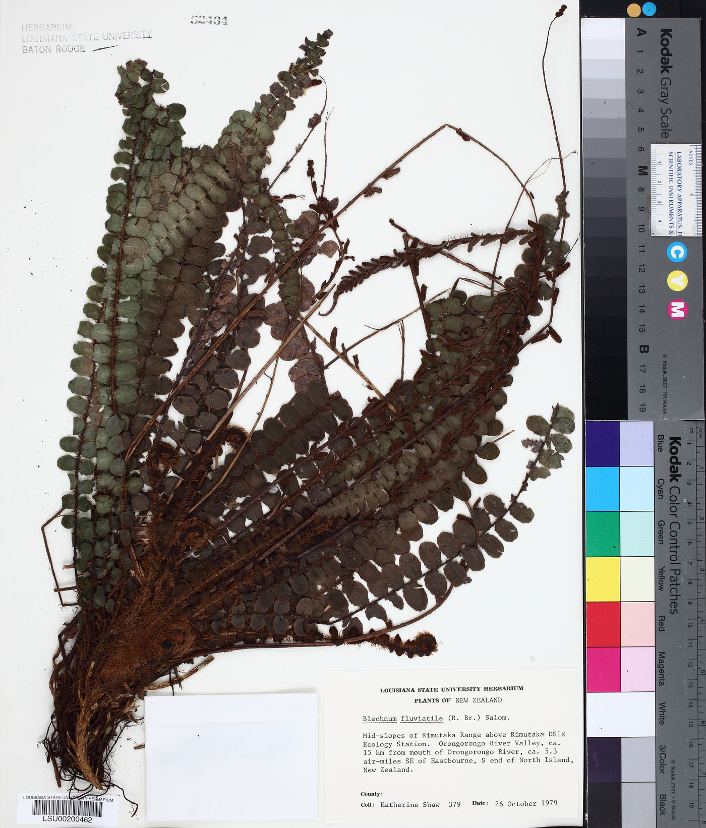 Blechnum fluviatile image