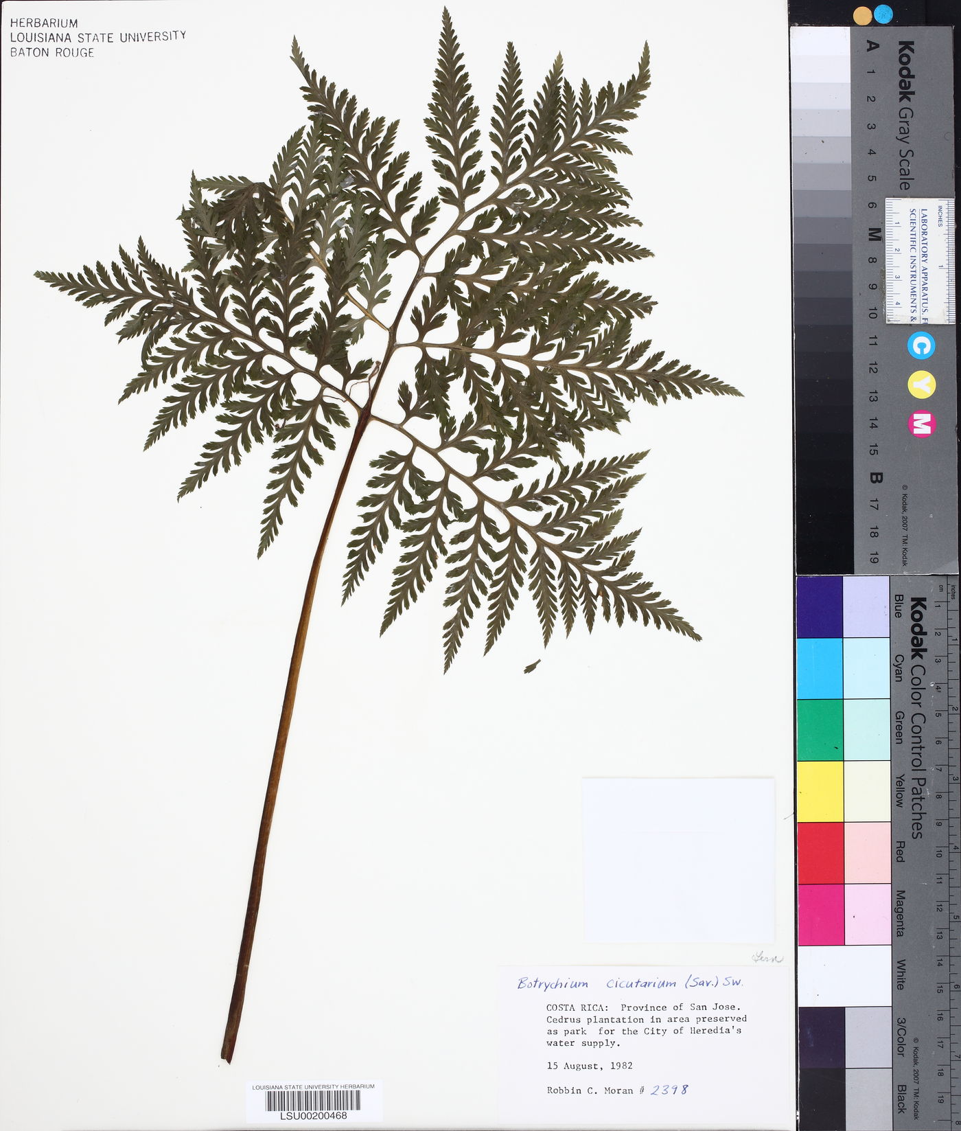 Botrychium cicutarium image