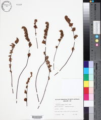 Image of Cheilanthes brownii
