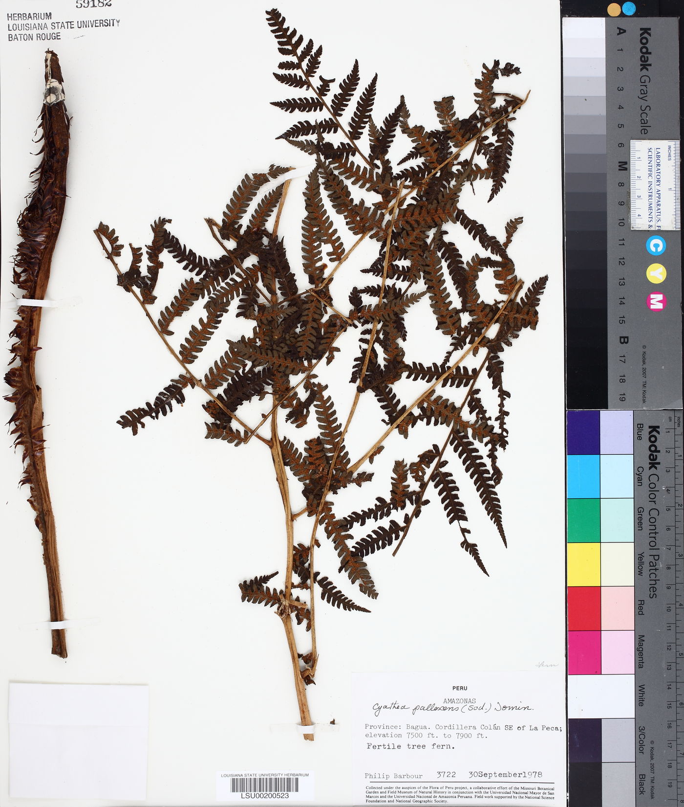 Cyathea pallescens image