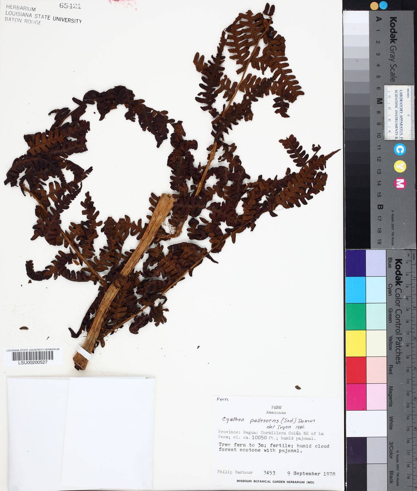 Cyathea pallescens image