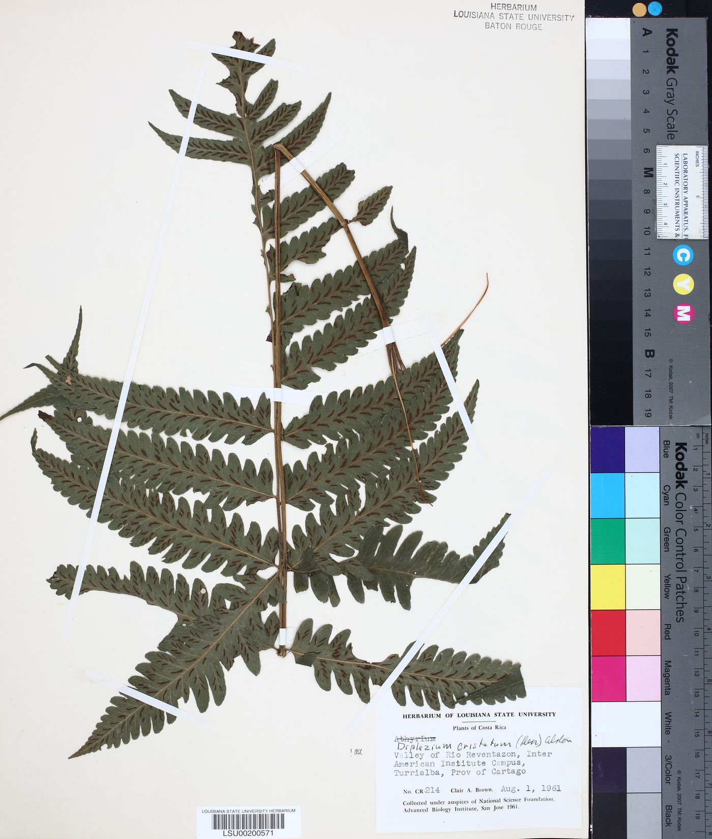Diplazium cristatum image