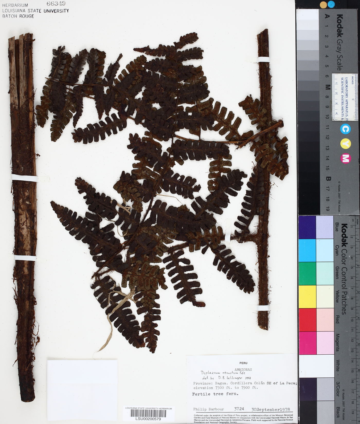 Diplazium rostratum image