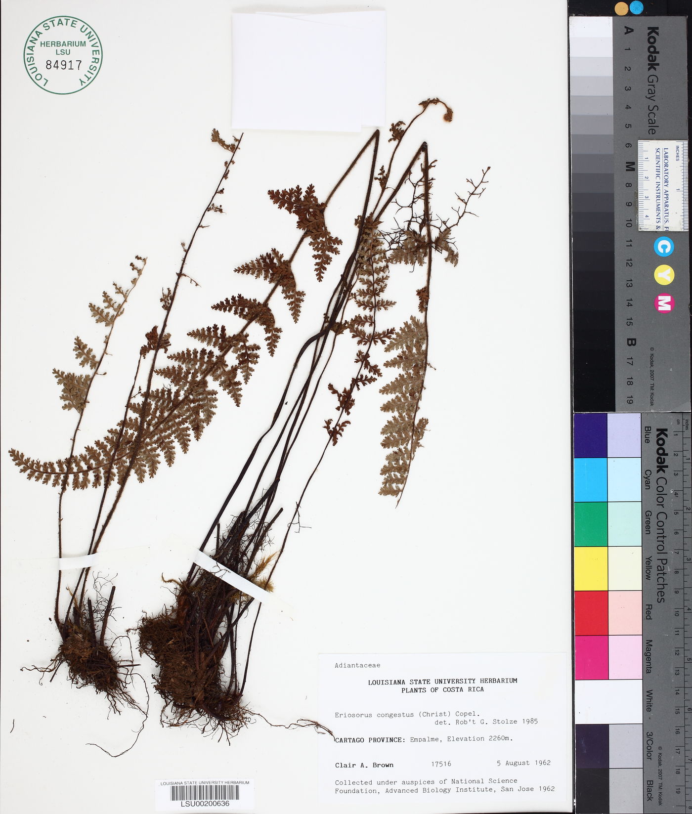 Eriosorus congestus image