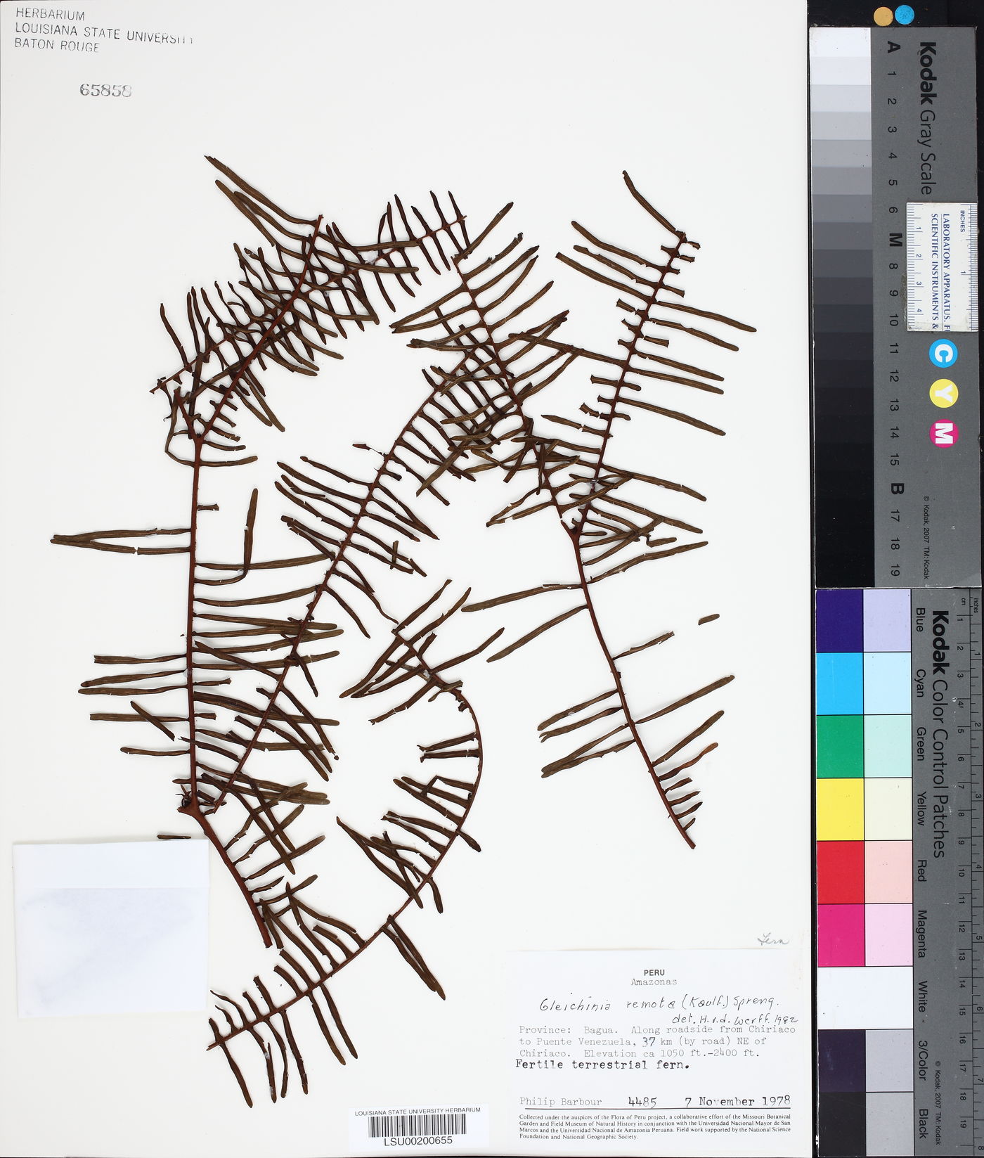 Sticherus remotus image