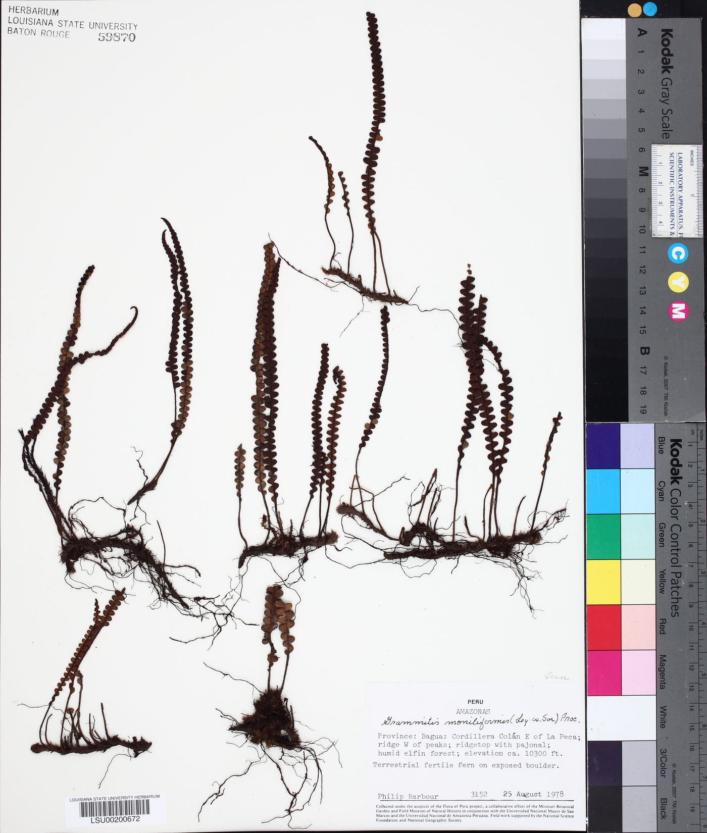 Grammitis moniliformis image