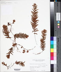 Hymenophyllum plumosum image