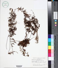 Hymenophyllum subrigidum image