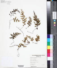 Image of Hymenophyllum baileyanum