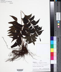Lindsaea latifrons image