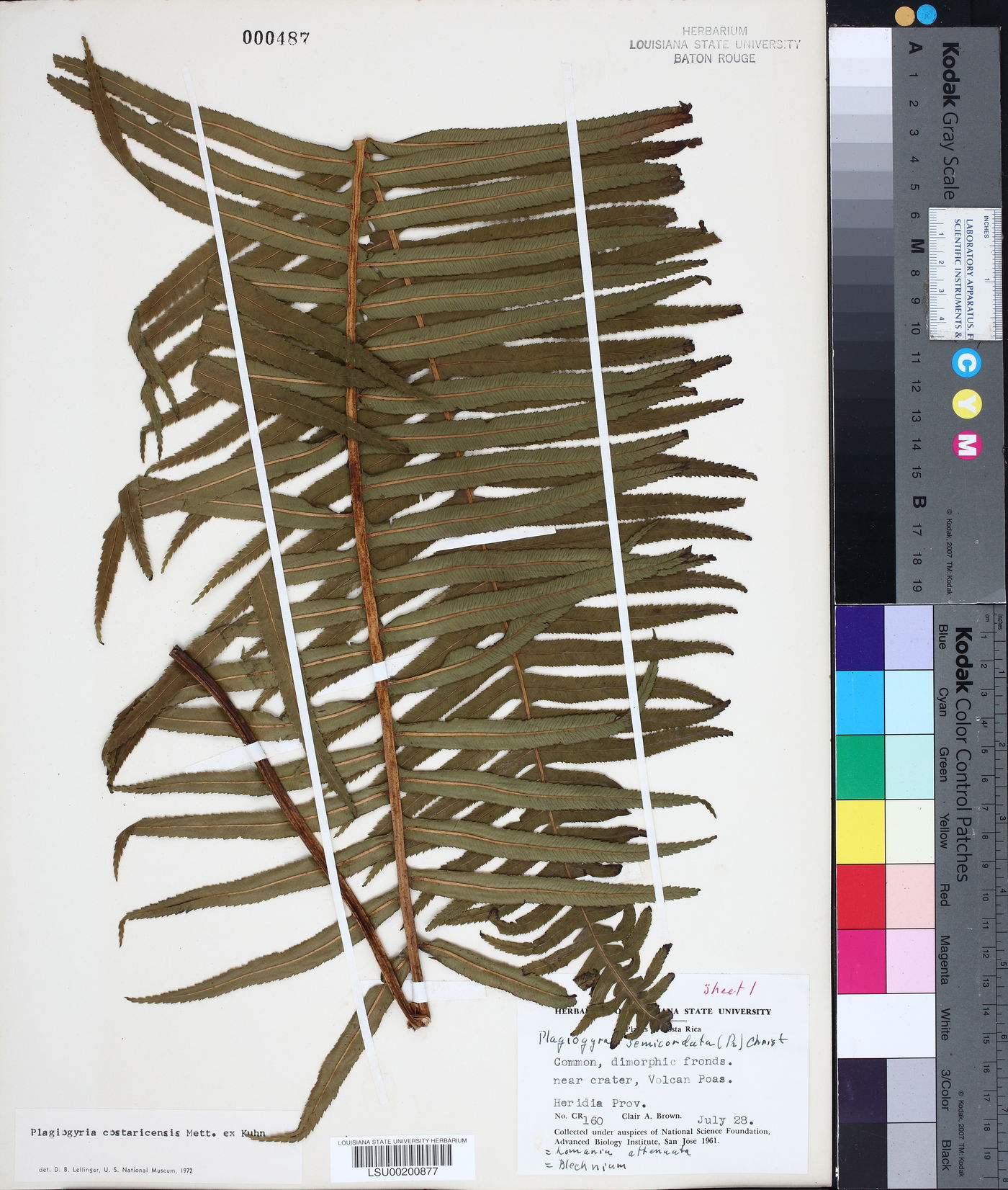 Plagiogyria costaricensis image