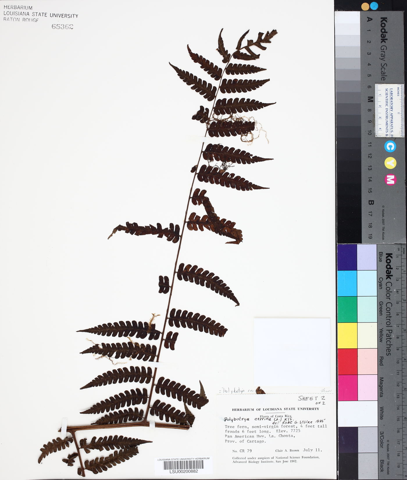 Polybotrya cervina image