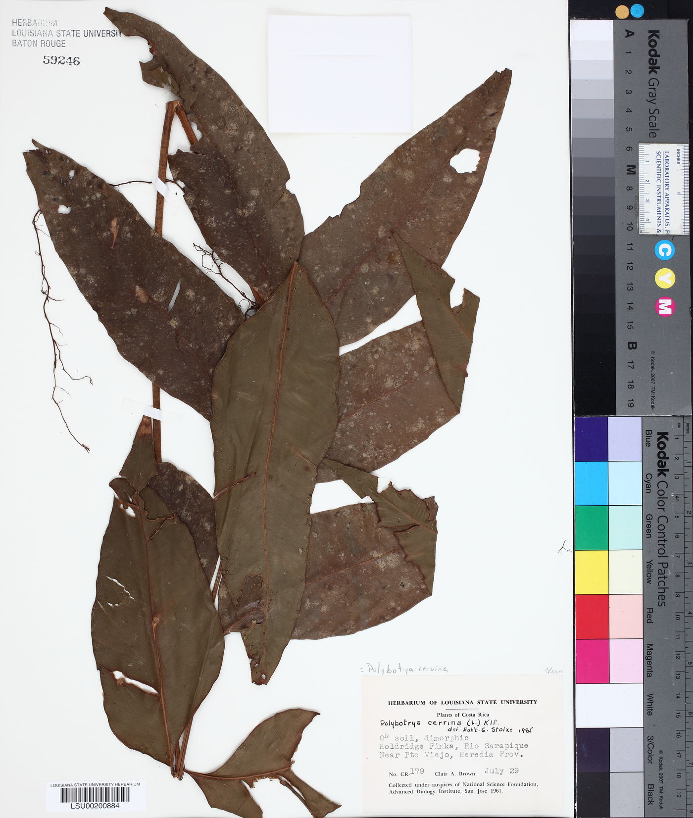 Polybotrya cervina image