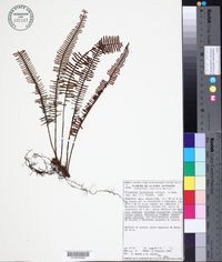 Polypodium furfuraceum image